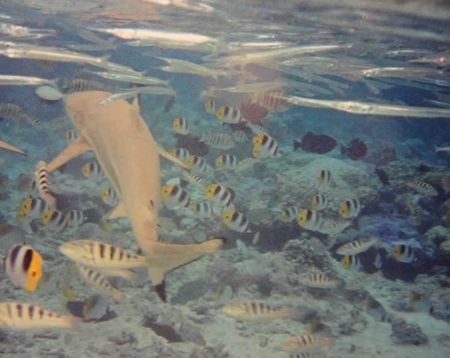 chasing-sharks-in-south-pacific-2